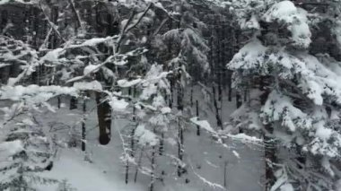 Dağ ormanlarında karla kaplı köknar ağaçlarının insansız hava aracı görüntüsü. Doğu Karpatların kışın renkli görüntüleri.