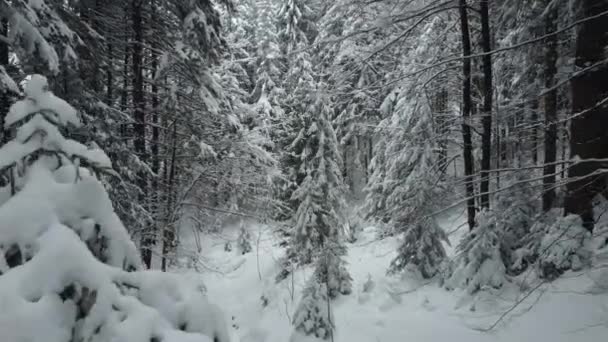 Berghang Wald Mit Riesigen Schneeverwehungen Atemberaubende Aufnahmen Von Großen Tannen — Stockvideo