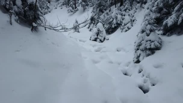 Bergpad Een Beboste Kloof Bedekt Met Sneeuwwitte Sneeuw Sporen Prachtige — Stockvideo