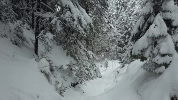Gorge Dengan Pohon Natal Yang Menakjubkan Bertebaran Dengan Salju Tebal — Stok Video