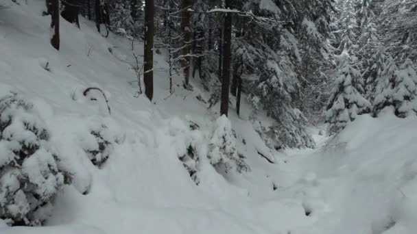 Strzelanie Drona Górskim Lesie Wśród Zaspy Śnieżnej Lot Dół Zbocza — Wideo stockowe