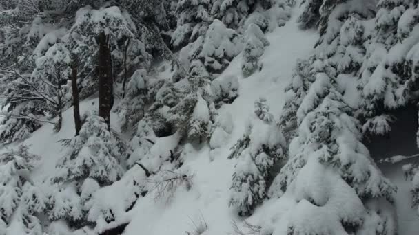 大雪过后在喀尔巴阡山脉开枪射击 大雪压碎了树枝 — 图库视频影像