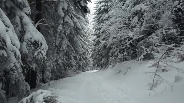 Mountain Path Fantastic Frost Covered Snow Beautiful Shots Heavy Snowfall — Stock Video