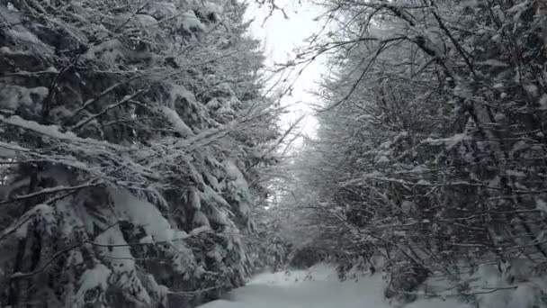 Powolny Spacer Ścieżką Lesie Iglastym Pokrytym Śniegiem Kadrze Okablowanie Drona — Wideo stockowe