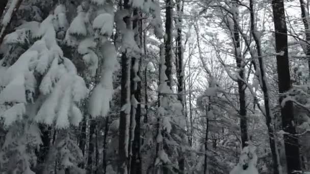 Pilot Dronu Hustém Jehličnatém Lese Pokrytém Sněhem Krásné Zimní Záběry — Stock video