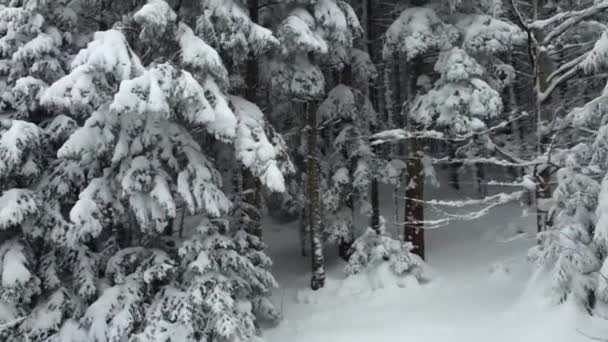 Gałęzie Jodły Stały Się Puszyste Obfitych Opadach Śniegu Powierzchnia Śniegu — Wideo stockowe
