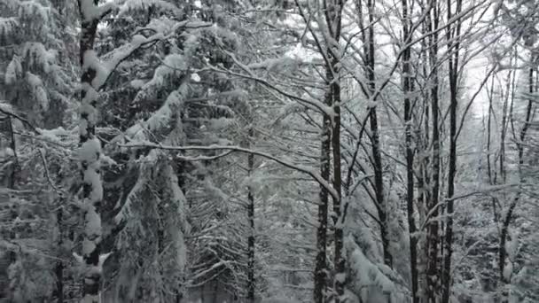 冬の針葉樹林のドローンから雪で撮影 フレームでは ドローンは古代のモミの木の雪に覆われた枝を飛ぶ — ストック動画