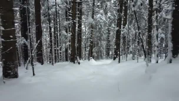 从雪山下降时射击平稳 在森林的斜坡上白雪覆盖的下降 — 图库视频影像