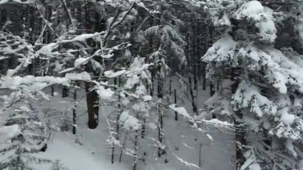 눈으로 전나무 가지들을 드론으로본 것이다 겨울철의 카르파티아 인들의 — 비디오