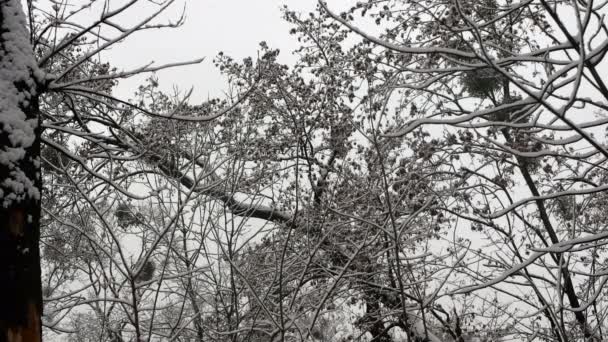 Статическая Стрельба Снегопадами Заснеженными Ветвями Ветви Покрыты Снегом Сторон — стоковое видео