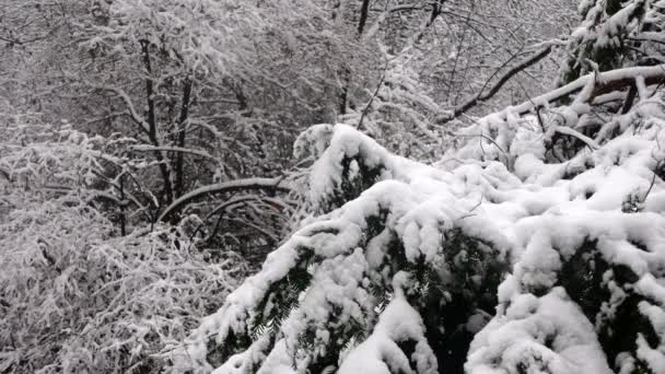 Hustý Zimní Les Sněhové Pokrývce Během Sněžení Krásné Záběry Severní — Stock video