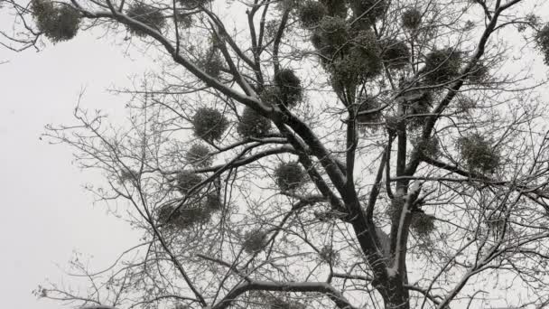 Шарики Омелы Прилипли Заснеженному Дереву Сказочный Снегопад Выпал Парке — стоковое видео