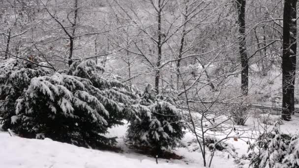Хвойные Кусты Разбросаны Снегом Фоне Высоких Деревьев Рамка Показывает Снегопад — стоковое видео