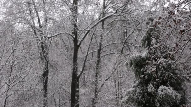 Spokojne Opady Śniegu Pięknym Parku Pokrytymi Śniegiem Drzewami Statyczne Fotografowanie — Wideo stockowe