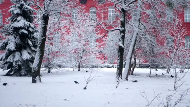Ośnieżony Park Gołębiami Przed Czerwonym Domem Podczas Opadów Śniegu Niesamowicie — Wideo stockowe