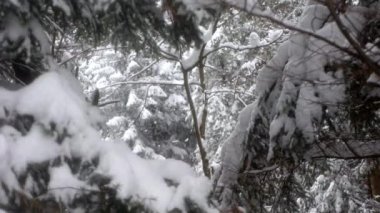Dağ ormanlarının arka planında yoğun karla kaplı ladin dalları. Kar yağışı sırasında bulutlu havada yakın çekim.