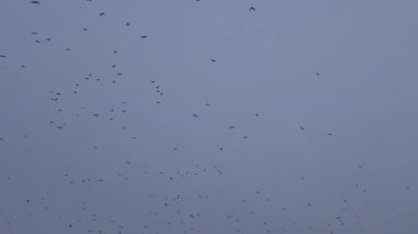 Kuşlar gökyüzünde farklı desenler çizerek daireler çizerler. Sonbahar gökyüzü tek renkli ve bulutludur..