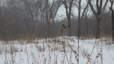 Kurumuş bitkiler kar ve rüzgar gücüyle sallanıyor. Ağaçlar ve çalılar çıplak dallarla dururlar..