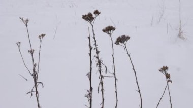 Çayırdaki ölü odun, kar altında duruyor. Kar tarlalara ulaştı ve kalan bitkileri süpürüyor..