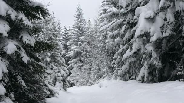 Yoğun Bir Kar Yağışı Sırasında Güzel Bir Çam Ormanı Kuzey — Stok video