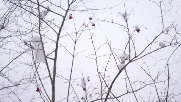Ветви Вибурнума Густым Снегом Светлом Небе Статическая Стрельба Зимним Кустам — стоковое видео
