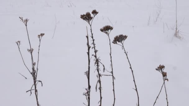 Totholz Auf Der Wiese Steht Unter Dem Schneefall Der Schnee — Stockvideo