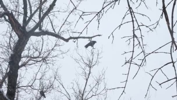 눈보라가 몰아치는 나뭇가지에 외로운 까마귀가 있습니다 눈보라가 북쪽의 구름낀 날씨에서 — 비디오