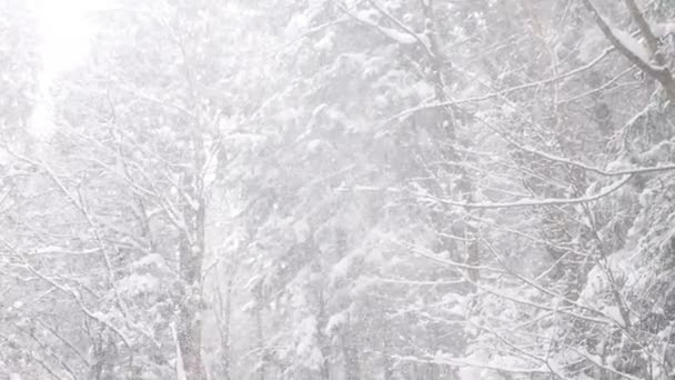 老山林里的暴风雪很大 这个框架展示了一个以树木为背景的无法穿透的雪幕 — 图库视频影像