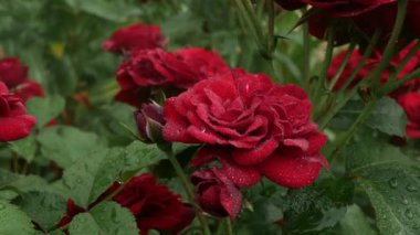 Kadife güller güzel bir bahçede otomatik sulama altında durur. İnce dereler yapraklar ve yapraklar üzerinde damlalar oluşturur..