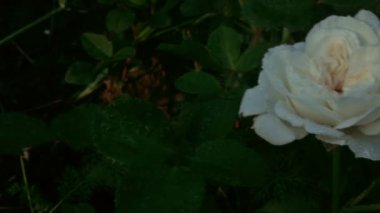 Kar beyazı güller sağanaktan sonra yağmur damlalarında durur. Bahar yağmurundan sonra çiçekler taze ve tazedir..