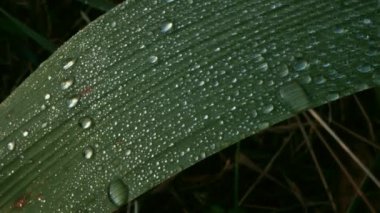 Çiçek yaprağının üzerinde yüzlerce parlayan damla hareket ediyor. Dışbükey damlalar değerli taşlara benzer..