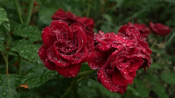 美しい赤いバラは結晶のような露で覆われています 庭の花に露の信じられないほどの輝き — ストック動画