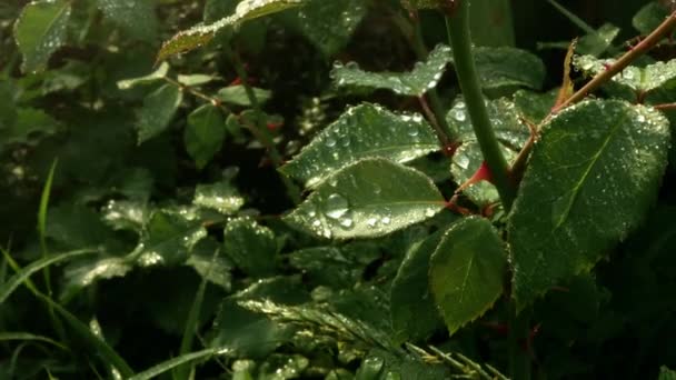 緑の葉は自動散水の圧力の下で風の中でテレポートを残します 自宅の庭に赤いとげのあるバラは 散水から積極的に成長します — ストック動画