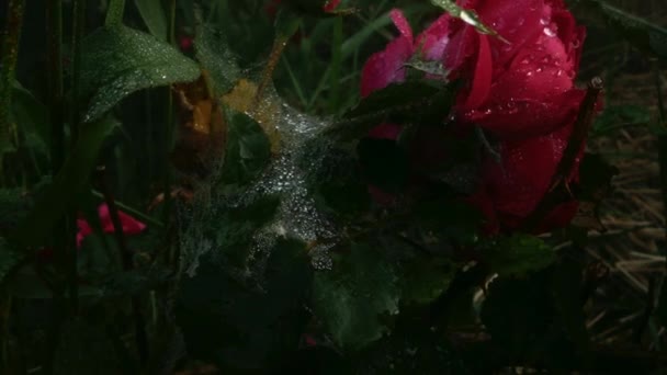 網は露の小さな滴で覆われていた 雨が庭を覆い 凡てのものを濡らした — ストック動画