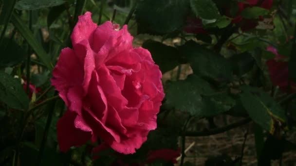 繊細なピンク色は日没時に太陽の光の下で上昇した 田舎の花の栽培 — ストック動画