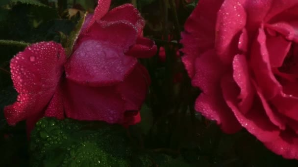 ピンクのバラは輝く雨滴で散りばめられています 露は太陽の光の下で震え — ストック動画