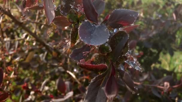雨中一株观赏植物灌木枝条的近照 枝干在风中摇曳 滴下美丽的水珠 — 图库视频影像