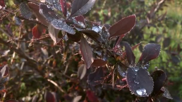枝条一种装饰灌木的分枝 有落叶在风中摇曳雨后天气晴朗时拍特写 — 图库视频影像
