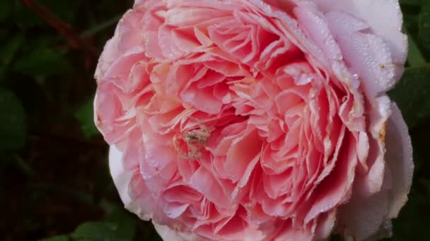 Близкий Снимок Розовой Розы Небольшим Пучком Ползущим Цветку Капли Дождя — стоковое видео