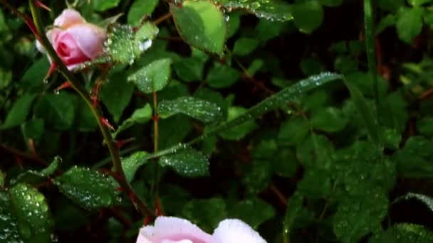 玫瑰花丛 淡粉色玫瑰 雨后有水滴 镜头缓缓地喘息在临近的前兆 — 图库视频影像