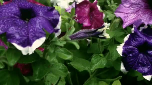 Saftige Lila Petunien Sind Mit Regentropfen Übersät Ihre Blütenblätter Krümmen — Stockvideo