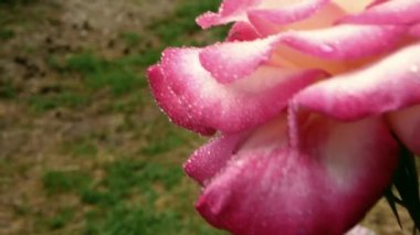 Gül yaprakları binlerce küçük parlak boncukla kaplı. Yağmurdan sonra bahçedeki yaprakların üzerinde bir eğimle alışılmadık bir gül..