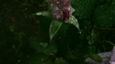 Yaz yağmurundan sonra küçük damlalarla serpilmiş pembe bir gül. Çerçevede yaprakları, tomurcukları ve narin çiçekleri olan bir dal görünür..