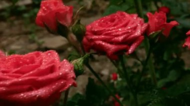 Parlak ve sulu pembe güller sağanak yağmurdan sonra çiğ tanesinde durur. Serinletici bir yağmurdan sonra bahçede kurtarılan çiçekleri vurmak.