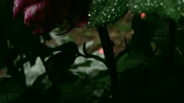 Fırtınadan sonra ön bahçede vurulmuş. Yağmur damlaları yaprakların ve gül yapraklarının üzerinde kaldı..