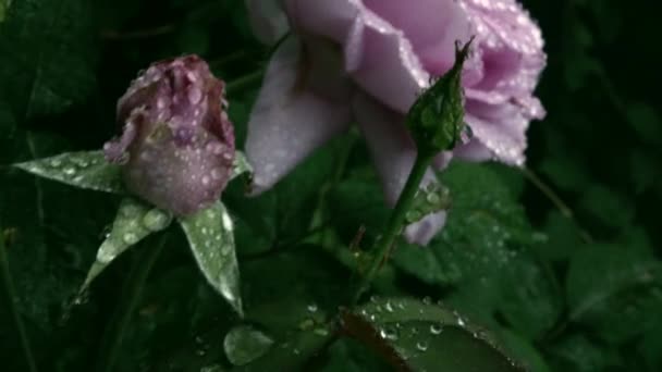 Плавний Постріл Бургундської Троянди Дощових Краях Повільна Панорама Фотоапарата Від — стокове відео