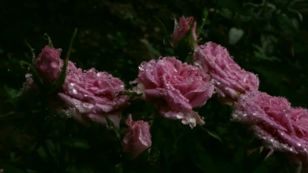 从美丽的玫瑰丛中的不同角度在雨滴中射击 后面有一个绿色的背景 — 图库视频影像