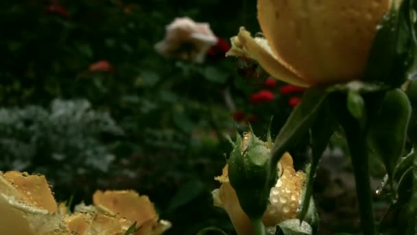 一滴滴的水 如鸡蛋 缠绕着黄色的玫瑰 柔和的阳光从云后升起 — 图库视频影像