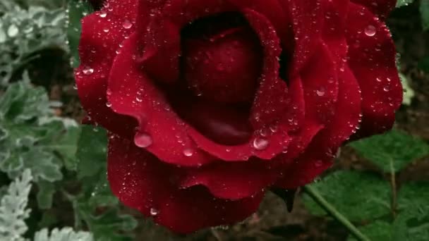 Shooting Huge Burgundy Rose Its Peak Velvety Petals Large Convex — Stock Video