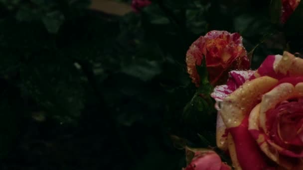 Wielokolorowa Róża Jest Nasączona Kroplami Deszczu Podczas Ulewy Piękne Letnie — Wideo stockowe
